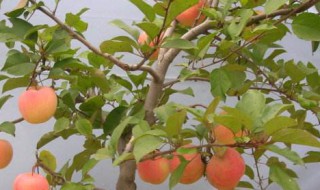 养果树的方法 养果树的方法有几种