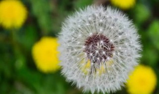 植物传播种子的方法还有哪些（植物传播种子的方法还有哪些二年级上册）