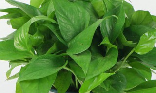 绿萝培植的方法（绿萝培植的方法和过程）