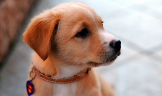 狗的驱虫方法 狗狗驱虫怎样驱得干净