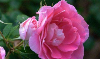 月季花病怎么处理 月季花病害了怎么治疗