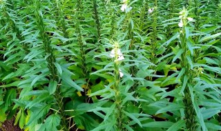 芝麻的施肥方法 芝麻的施肥方法视频