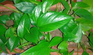 绿萝的插秧方法 绿萝的插秧方法视频