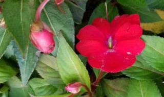 凤仙花传播种子的方法 凤仙花传播种子的方法和什么传播种子的方法差不多