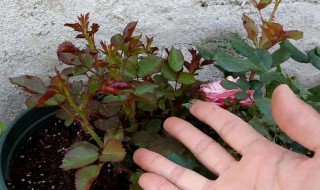 月季脚芽怎么处理 月季脚芽怎么处理最好