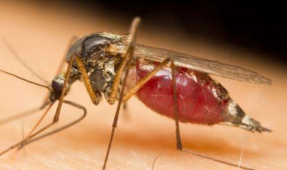 灭蚊虫的方法 灭蚊虫的方法视频