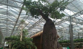 佛肚的养殖方法（佛肚竹养殖方法与技巧）