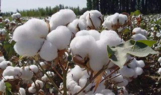 棉花的取样方法