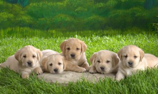 怎样做狗狗便便除味剂（用什么去除狗便便的味道）