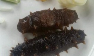 海参的解冻方法（海参的解冻方法视频教程）