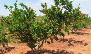 树木栽培的方法（树木栽培技术）