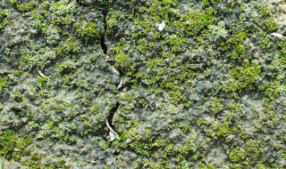 地衣的防治方法（地衣怎么处理）