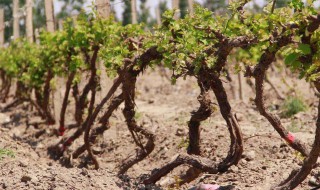 掐葡萄蔓的方法 葡萄掐头法