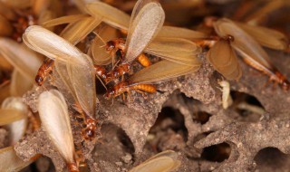 治飞蚂蚁的方法（治飞蚂蚁的方法有哪些）