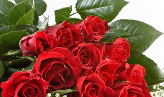 玫瑰的干燥方法 玫瑰的干燥方法是什么