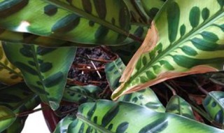 纹株的养殖方法 纹纹草的功效