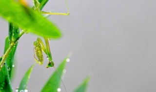 预防小暑的方法 小暑需要预防哪些疾病