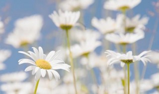 种植雏菊的方法（种雏菊的方法步骤）