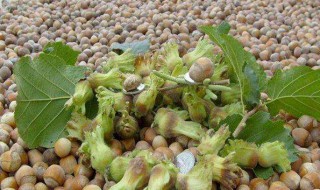 榛子的剪枝方法（榛子的剪枝方法图解）