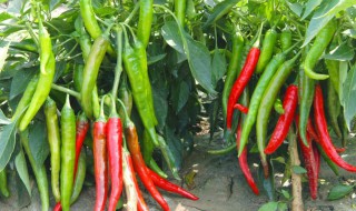尖椒种植的方法（尖椒的种植方法的种植技术）
