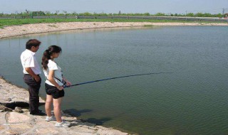 酒糟怎样做鱼饲料（酒糟怎样做鱼饲料最好）