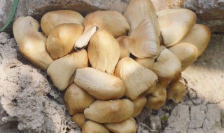 野菇的保存方法