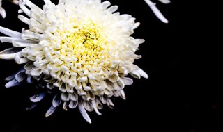 夏菊的扦插方法（夏菊的扦插方法视频）