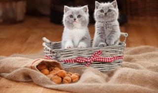 养猫驱虫的方法