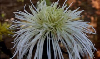 冷菊的栽培方法 冷菊的栽培方法有哪些