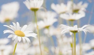 花盆有细菌怎么处理（花盆里有菌丝怎么办）