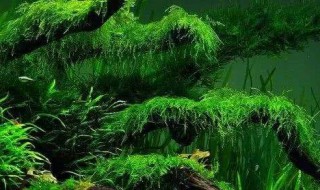 草缸的绿藻怎么处理
