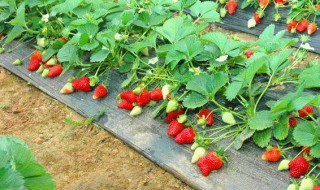 草梅种植时间和方法（草梅种植技术）