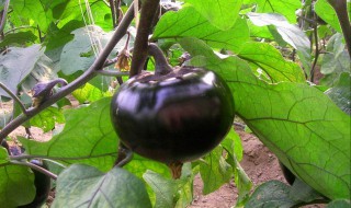 圆茄子长期保存方法 圆茄子长期保存方法视频