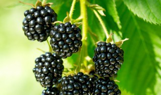 黑莓怎么挑选