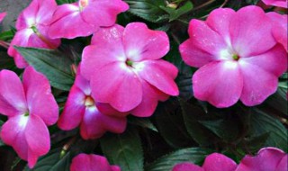 花种子的种植方法 花种子播种方法