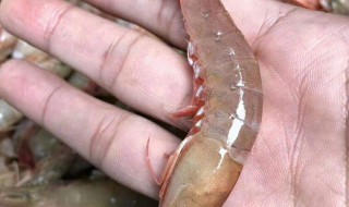 基围虾养殖方法（基围虾养殖方法和环境要求）