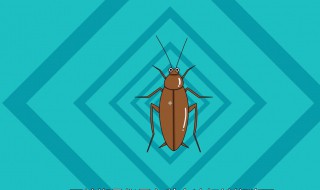 用什么方法把蟑螂灭了 用什么方法把蟑螂灭了视频