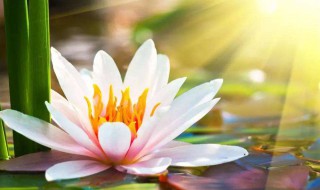 为什么半夜不能念佛 为什么半夜不能念佛经