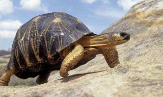 养龟为什么对女人不好 养龟用什么缸最好