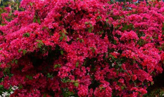 三角梅为什么只长叶子不开花 三角梅为什么只长叶子不开花视频