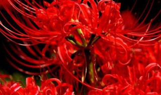 彼岸花为什么叫死人花 彼岸花为什么叫死人花 彼岸花是死人花吗