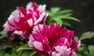 怎么挑选好牡丹（怎么挑选牡丹鹦鹉雏鸟）