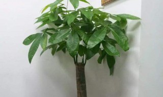 怎样养发财树 怎样养发财树长时间浇一次水