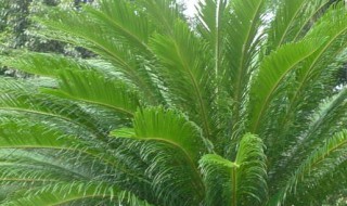 铁树哪些人不宜养 铁树放哪里最旺财