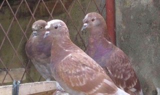 鸽子养殖前景怎么样 鸽子养殖前景及价格