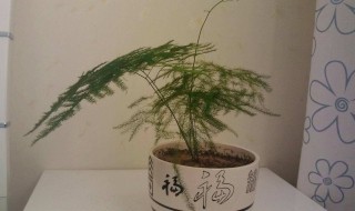 文竹的风水作用（文竹的风水作用及摆放）