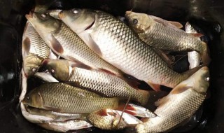 怎么样才能钓到草鱼 怎么样才能钓到草鱼视频