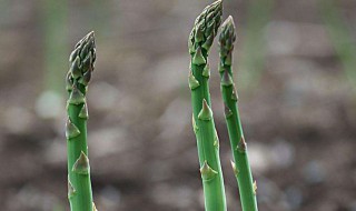 芦笋催芽的方法（芦笋催芽的方法和技巧）