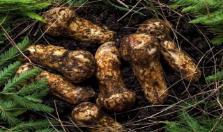 长白山特产（长白山特产山参多少钱一盒）