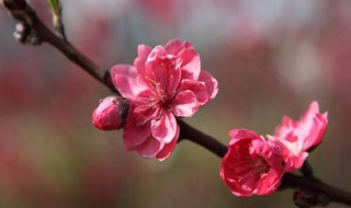 怎样催旺桃花运（怎样催旺桃花运势）